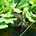 American Alligator - By ERMD Staff