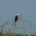 Bald Eagle - By ERMD Staff