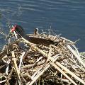 Common Moorhen - By Whitney Sapienza