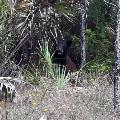 Florida Black Bear - By Elizabeth Letts