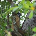 Fox Squirrel - By Whitney Sapienza &amp; Mandy D’Andrea