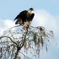 Northern Crested Caracara - By Linda Billie