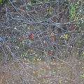 Painted Bunting - By Mandy D’Andrea