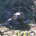 River Otter - By Linda Billie