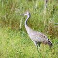 Sandhill Crane - By ERMD Staff