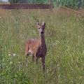 White Tail Deer - By Linda Billie