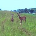 White Tail Deers - By Linda Billie