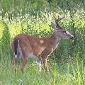 White Tailed Deer By Tabitha S Cook 2