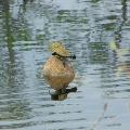 Yellow Slider - By Linda Billie